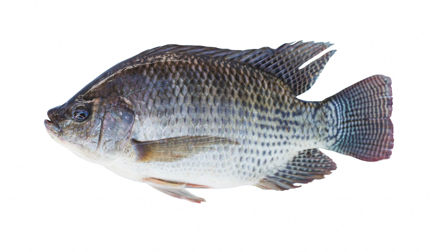 Tilipa Fish