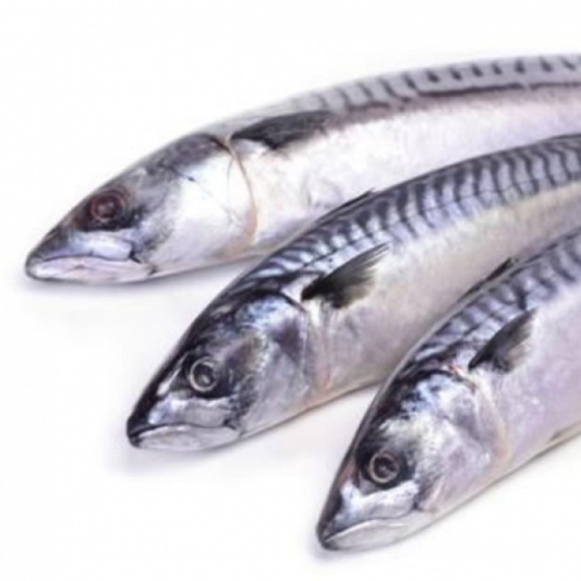Frozen Mackerel Fish