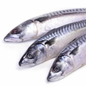 Frozen Mackerel Fish
