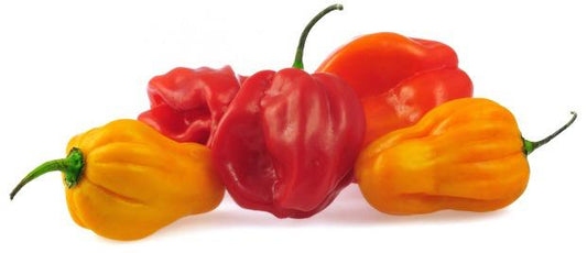 Scotch Bonnet Mixed Small Pack