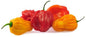Scotch Bonnet Mixed Small Pack
