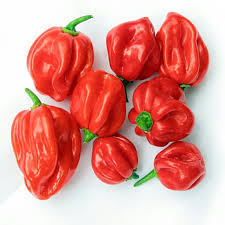 Scotch Bonnet Red