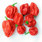 Scotch Bonnet Red