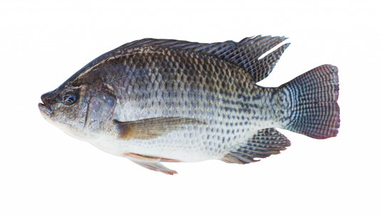 Tilipa Fish